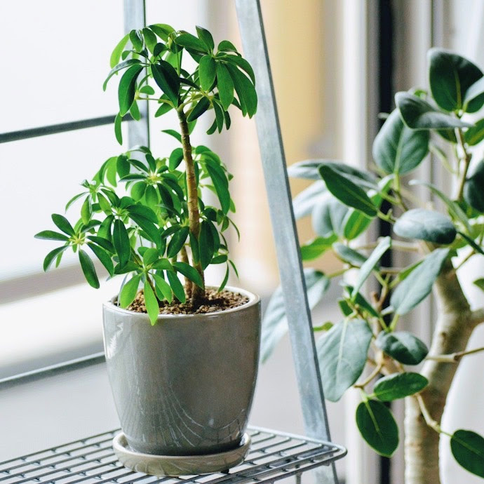 植物のある暮らし 株式会社crasik